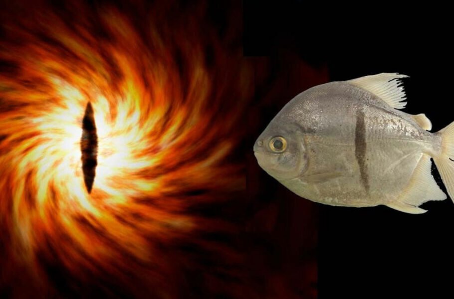 کشف ماهی سائورون؛ گونه جدید آبزی آمازون نام خود را از شخصیت ارباب حلقه‌ها گرفت